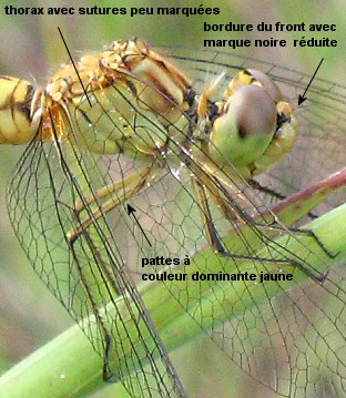 sympétrum méridional femelle immature sympétrum méridional femelle immature