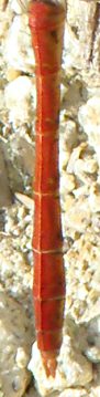 sympétrum méridional mâle adulte: abdomen rouge