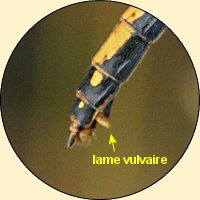 sympétrum noir femelle: lame vulvaire
