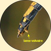 symptrum noir femelle: lame vulvaire