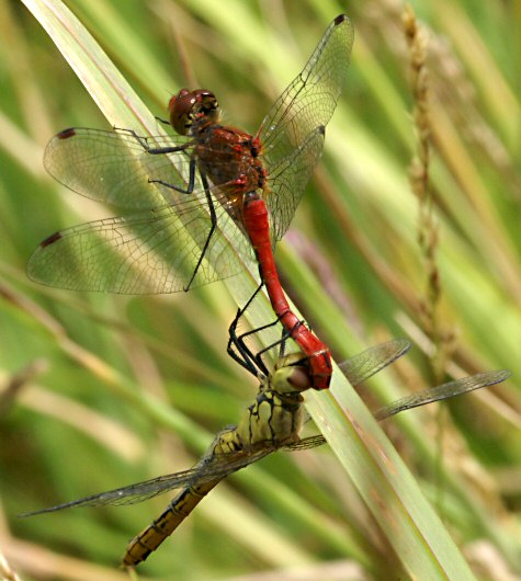 symptrum rouge sang: tandem