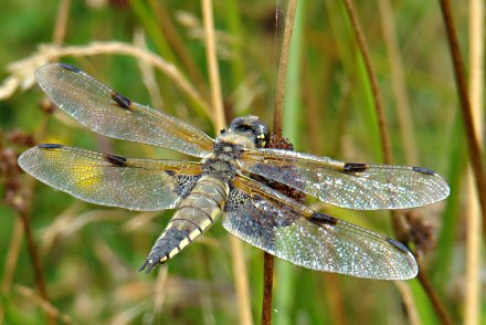 Libellule  quatre taches (Libellula quadrimaculata) femelle