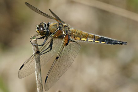 Libellule  quatre taches (Libellula quadrimaculata) mle