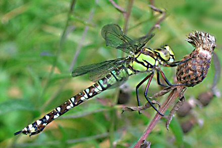 Aeschne bleue (Aeshna cyanea) femelle