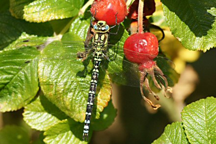 Aeschne bleue (Aeshna cyanea) mle