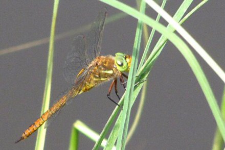 Aeschne isocle(Aeshna isoceles) mle