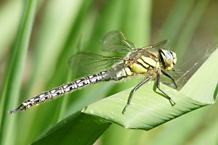 Aeschne printanire (Brachytron pratense) mle