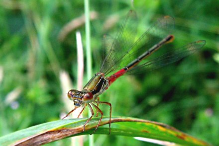 Agrion dlicat (Ceriagrion tenellum) femelle