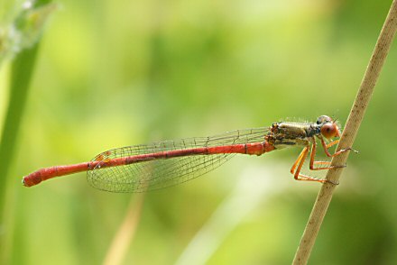 Agrion dlicat (Ceriagrion tenellum) mle