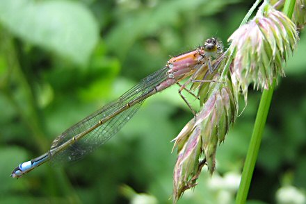 Agrion lgant (Ischnura elegans) femelle