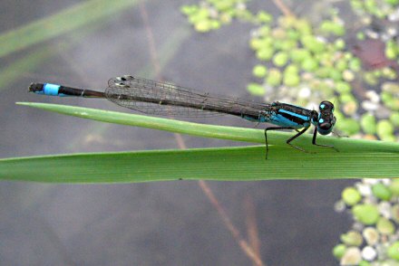 Agrion lgant (Ischnura elegans) mle