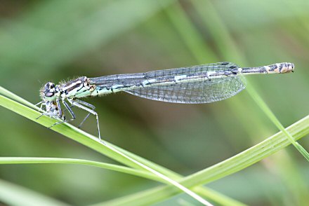 Agrion joli (Coenagrion pulchellum) femelle