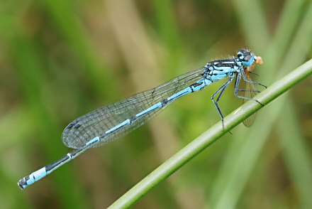 Agrion joli (Coenagrion pulchellum) mle