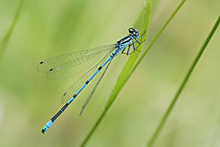 Agrion jouvencelle (Coenagrion puella) mle