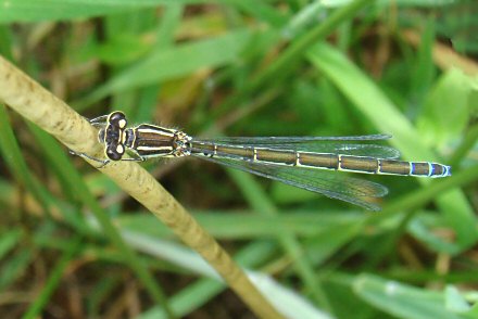 Agrion de Mercure (Coenagrion mercuriale) femelle