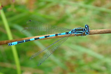 Agrion de Mercure (Coenagrion mercuriale) mle