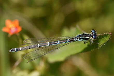 Agrion mignon (Coenagrion scitulum) femelle