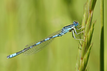 Agrion mignon (Coenagrion scitulum) mle