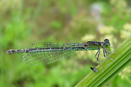 Agrion nain (Ischnura pumilio) femelle