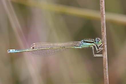 Agrion nain (Ischnura pumilio) mle