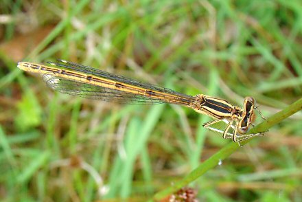 Agrion orang (Platycnemis acutipennis) femelle