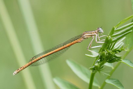 Agrion orang (Platycnemis acutipennis) mle