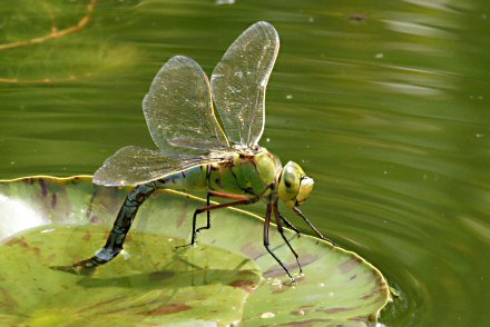 Anax empereur (Anax imperator) femelle