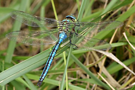 Anax empereur (Anax imperator) mle