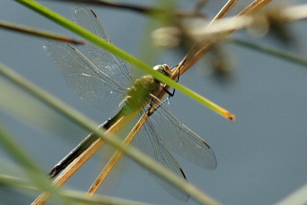 Anax napolitain (Anax parthenope) mle