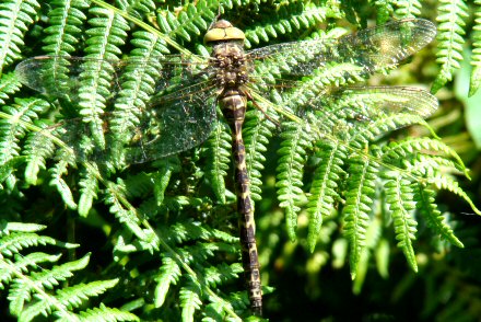 Aeschne paisible (Boyeria irene) femelle