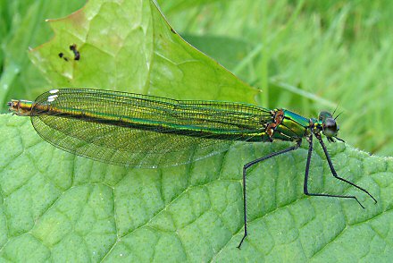 Caloptryx clatant (Calopteryx splendens) femelle