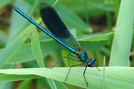 Caloptryx clatant (Calopteryx splendens) mle