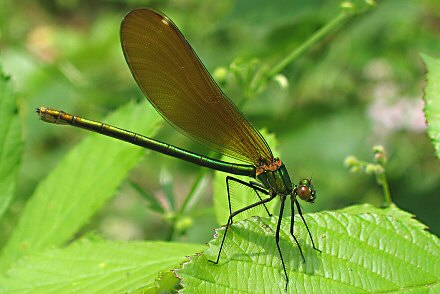 Caloptryx vierge (Calopteryx virgo) femelle