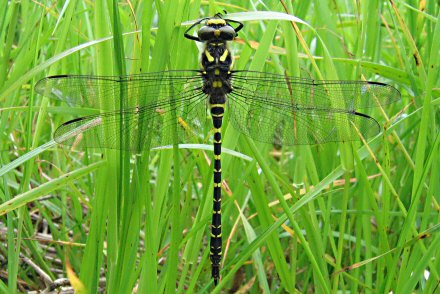 Cordulgastre annel (Cordulegaster boltonii) femelle