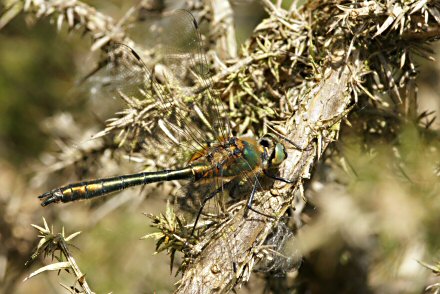 Cordulie bronze (Cordulia aenea) mle