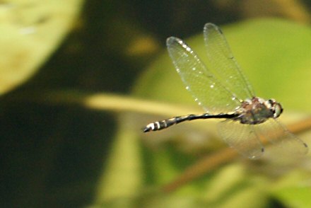 Cordulie  corps fin (Oxygastra curtisii) mle