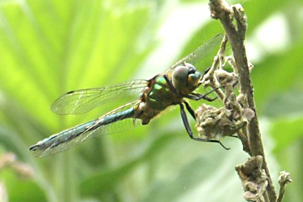 Cordulie mtallique (Somatochlora metallica) mle