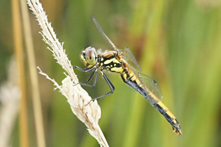 Symptrum noir (Sympetrum danae) femelle