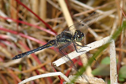 Symptrum noir (Sympetrum danae) mle