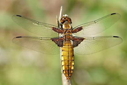 Libellule dprime (Libellula depressa) femelle