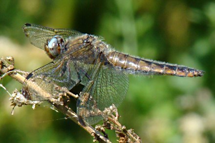 Libellule fauve (Libellula fulva) femelle