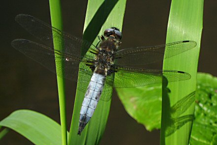 Libellule fauve (Libellula fulva) mle