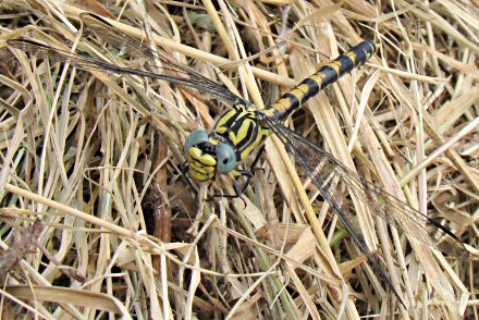 Gomphe  crochets (Onychogomphus uncatus) femelle