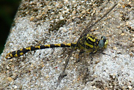 Gomphe  crochets (Onychogomphus uncatus) mle