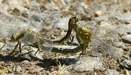 Gomphe joli (Gomphus pulchellus) couple