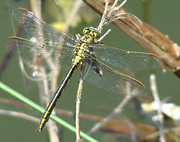 Gomphe joli (Gomphus pulchellus) mle