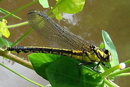 Gomphe vulgaire (Gomphus vulgatissimus) femelle