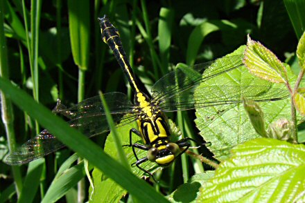 Gomphe vulgaire (Gomphus vulgatissimus) mle