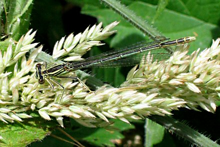 Agrion  larges pattes (Platycnemis pennipes) femelle