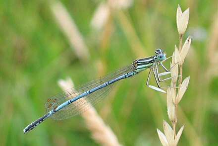 Agrion  larges pattes (Platycnemis pennipes) mle